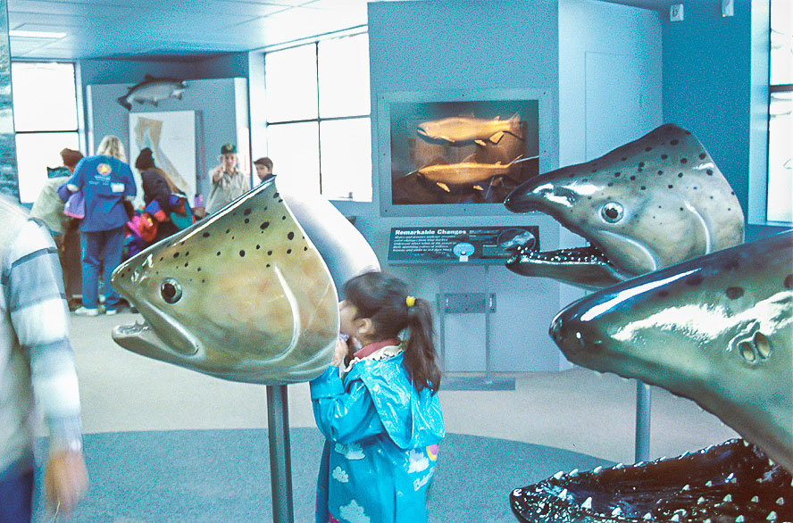 1-NH_Look in fish* copy