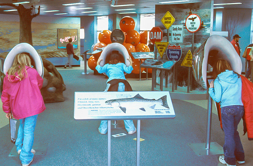 3-NH_Swim with the salmon